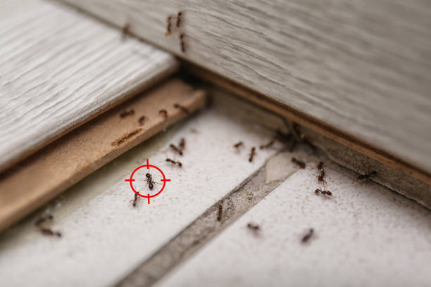 Best Flea Control Services  in Mckeesport, PA