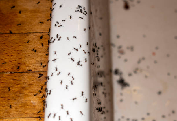 Best Exterminator Services  in Mckeesport, PA